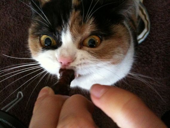 Cat 1