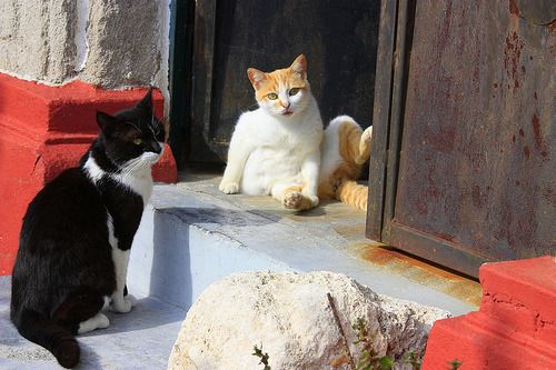 Cat 1