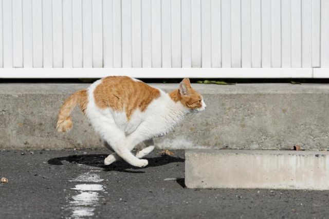 Cat 1
