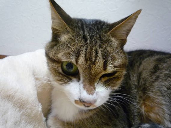 Cat 1