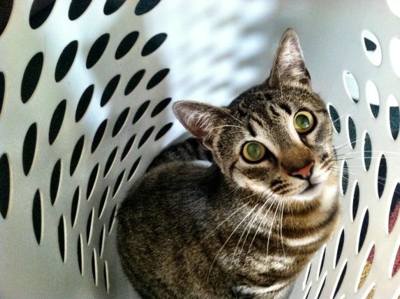 Cat 1