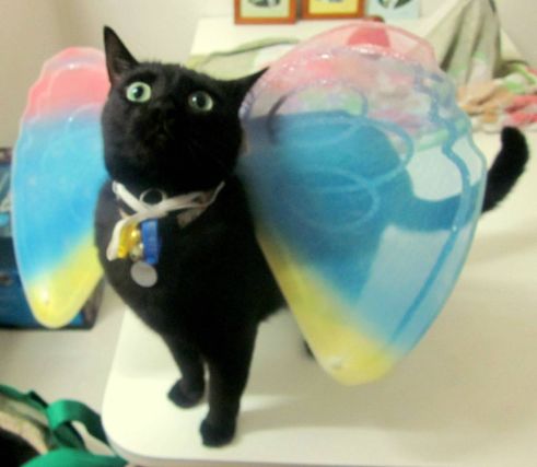 Cat 1