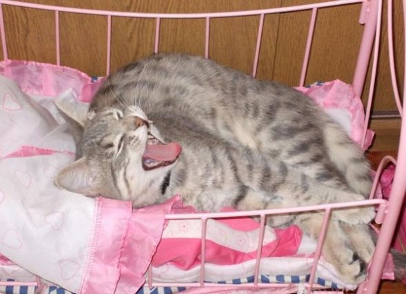Cat 1