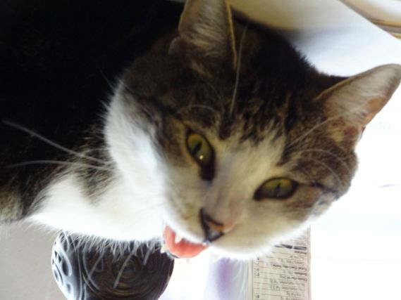 Cat 1