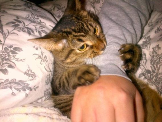 Cat 1