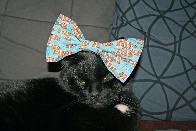 Cat 1
