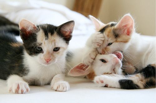 Cat 1