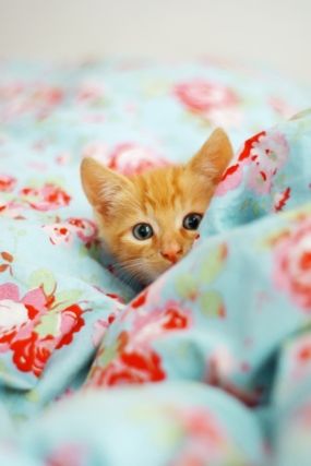 Cat 1