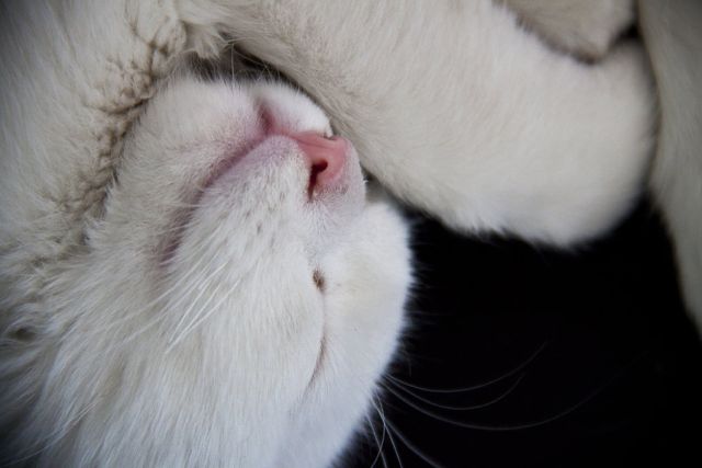 Cat 1