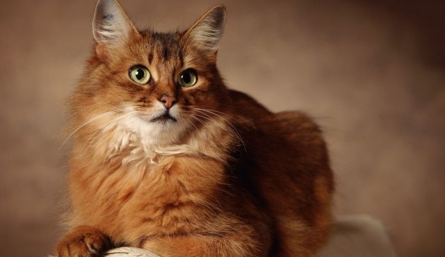 Cat 1