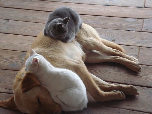 Cat 1