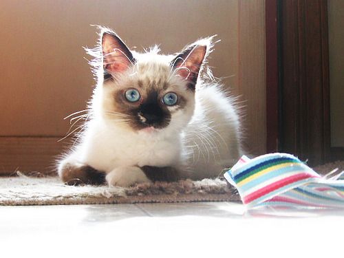 Cat 1