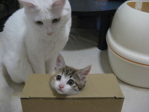 Cat 1