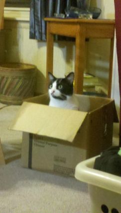Cat 1