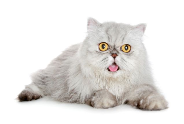 Cat 1