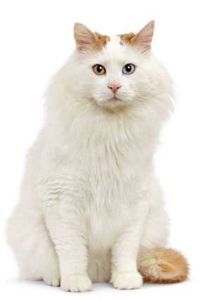 Cat 1