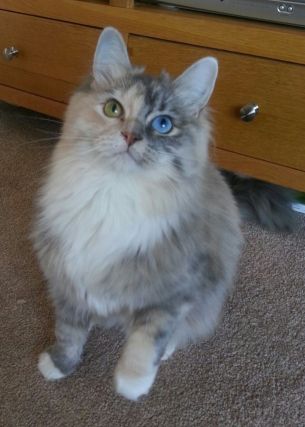 Cat 1