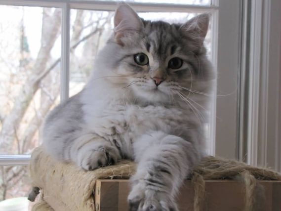 Cat 1