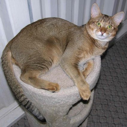 Cat 1