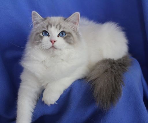Cat 1