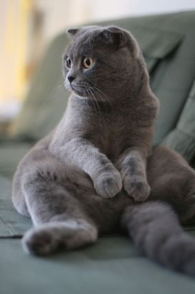 Cat 1
