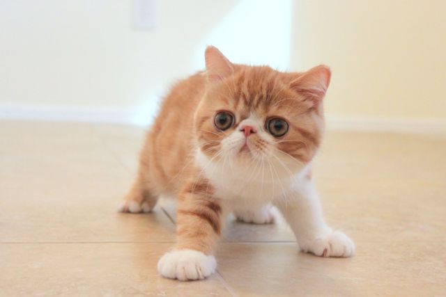 Cat 1