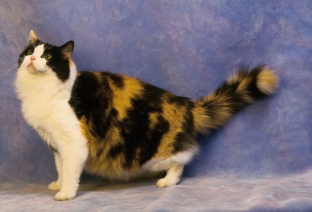 Cat 1