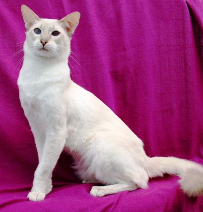 Cat 1