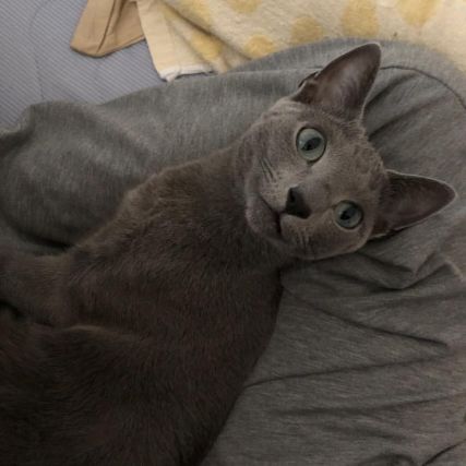 Cat 1