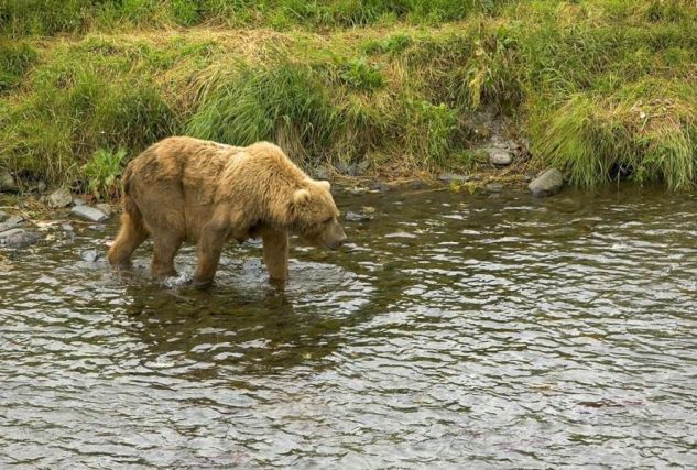 Bear 5