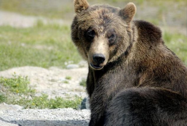 Bear 8