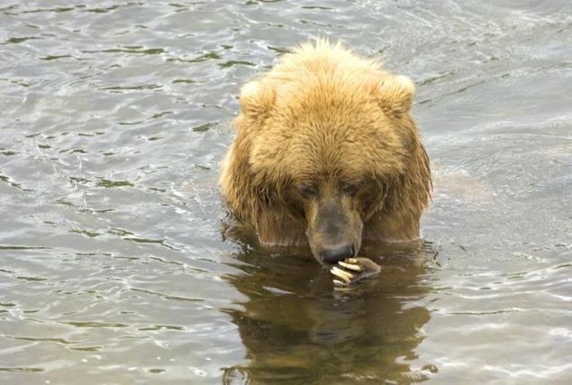 Bear 3