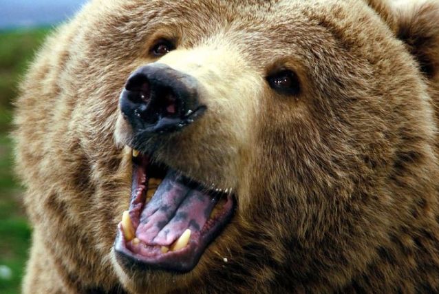 Bear 3
