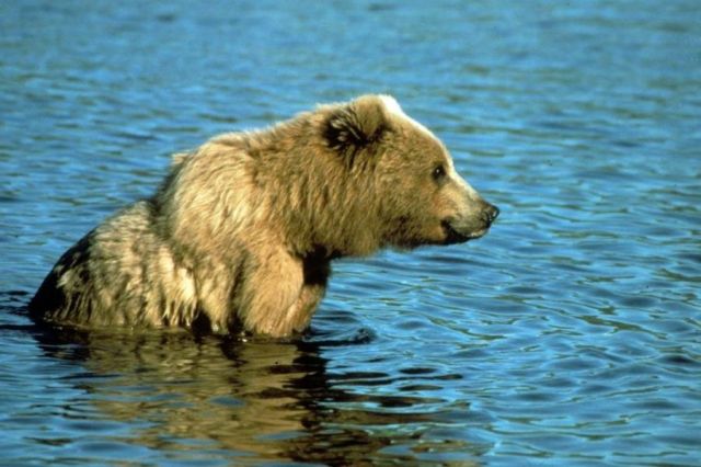 Bear 2