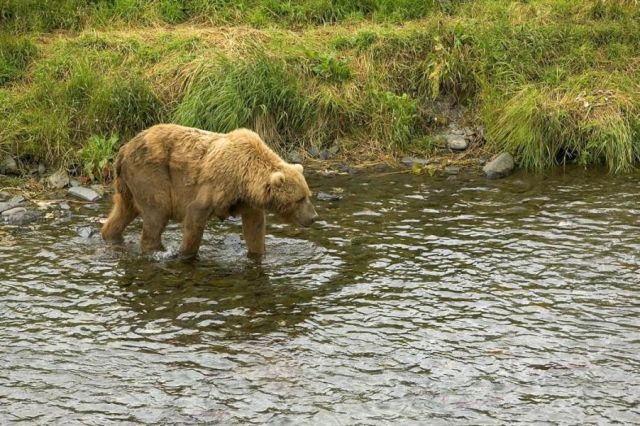 Bear 3