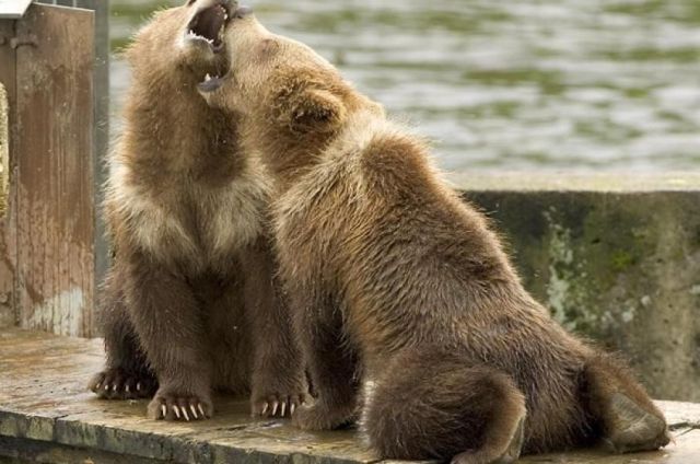 Bear 1