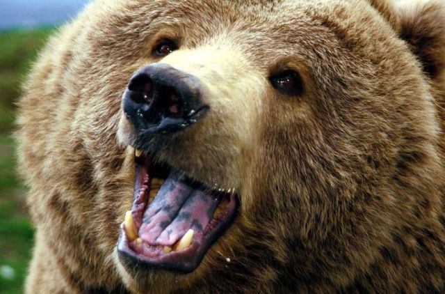 Bear 1