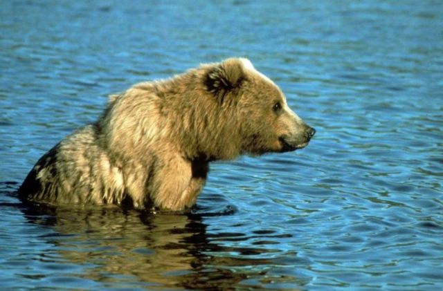 Bear 4