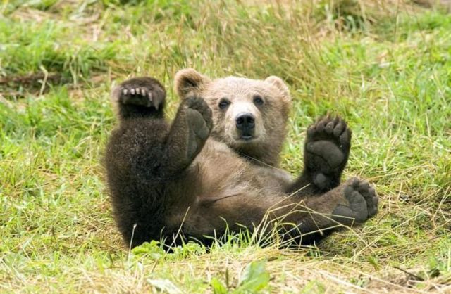 Bear 4