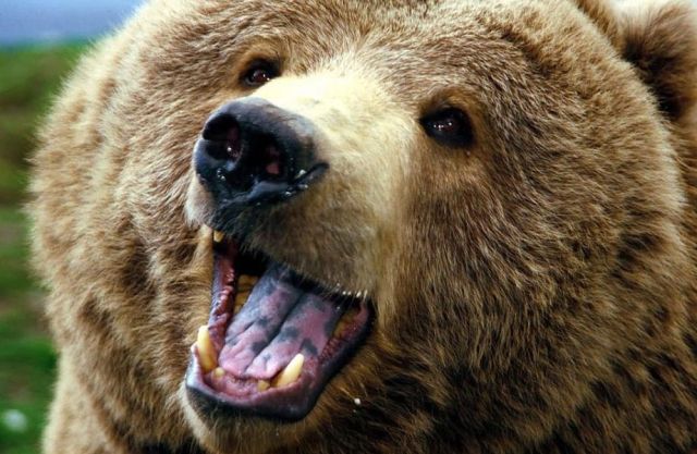 Bear 5