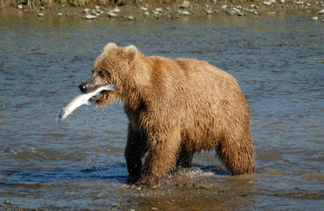 Bear 2