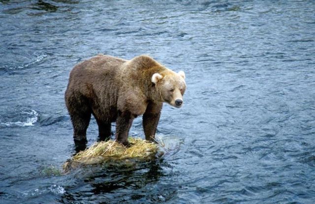 Bear 3
