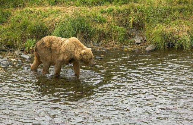 Bear 2