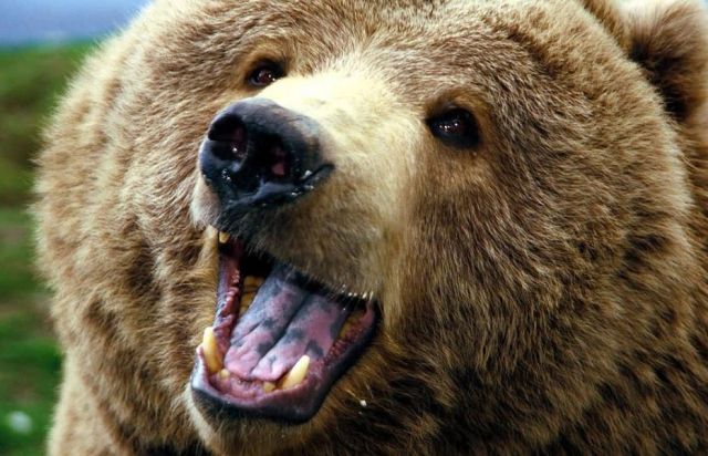 Bear 5