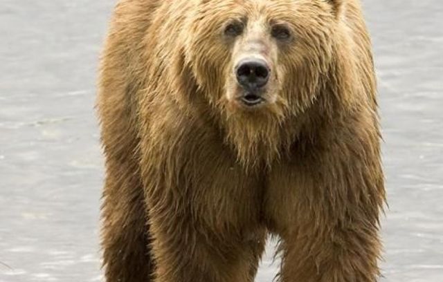 Bear 6