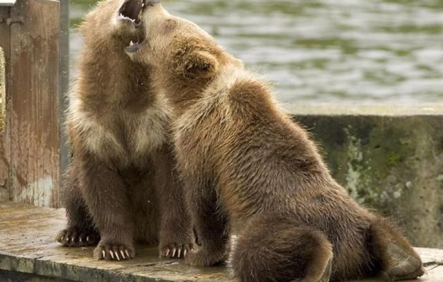 Bear 1