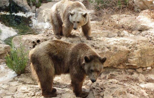 Bear 3