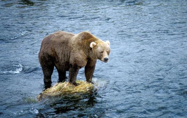 Bear 5