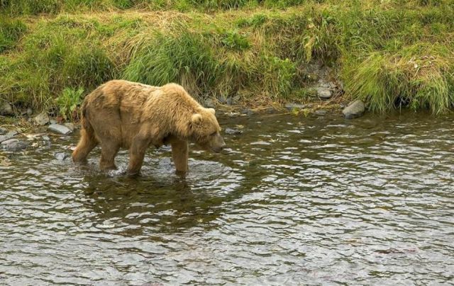 Bear 7
