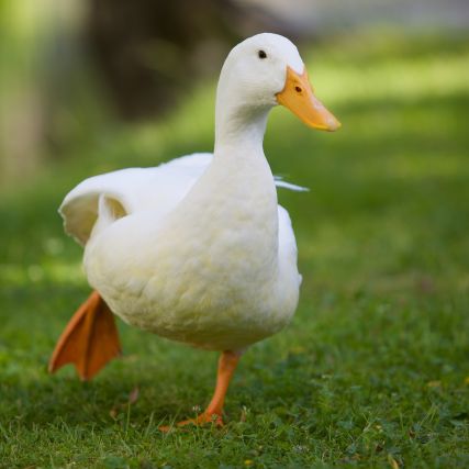 Duck 4